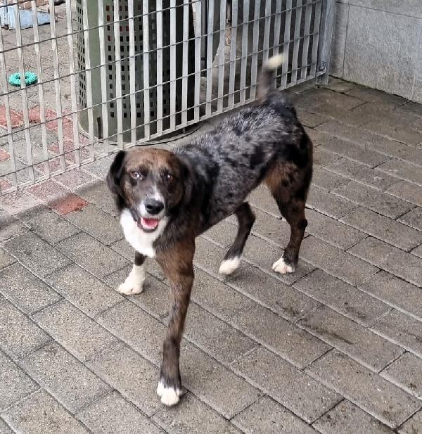 Casper Dolcissimo Cerca Casa